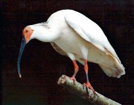 Japan's 1st ibis bred in captivity likely male